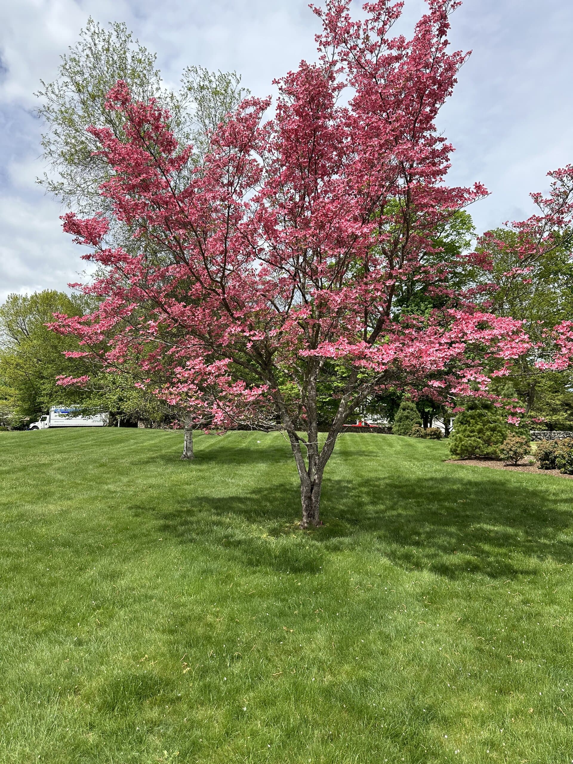 A flowering dogwood tree over an immaculately maintained green lawn