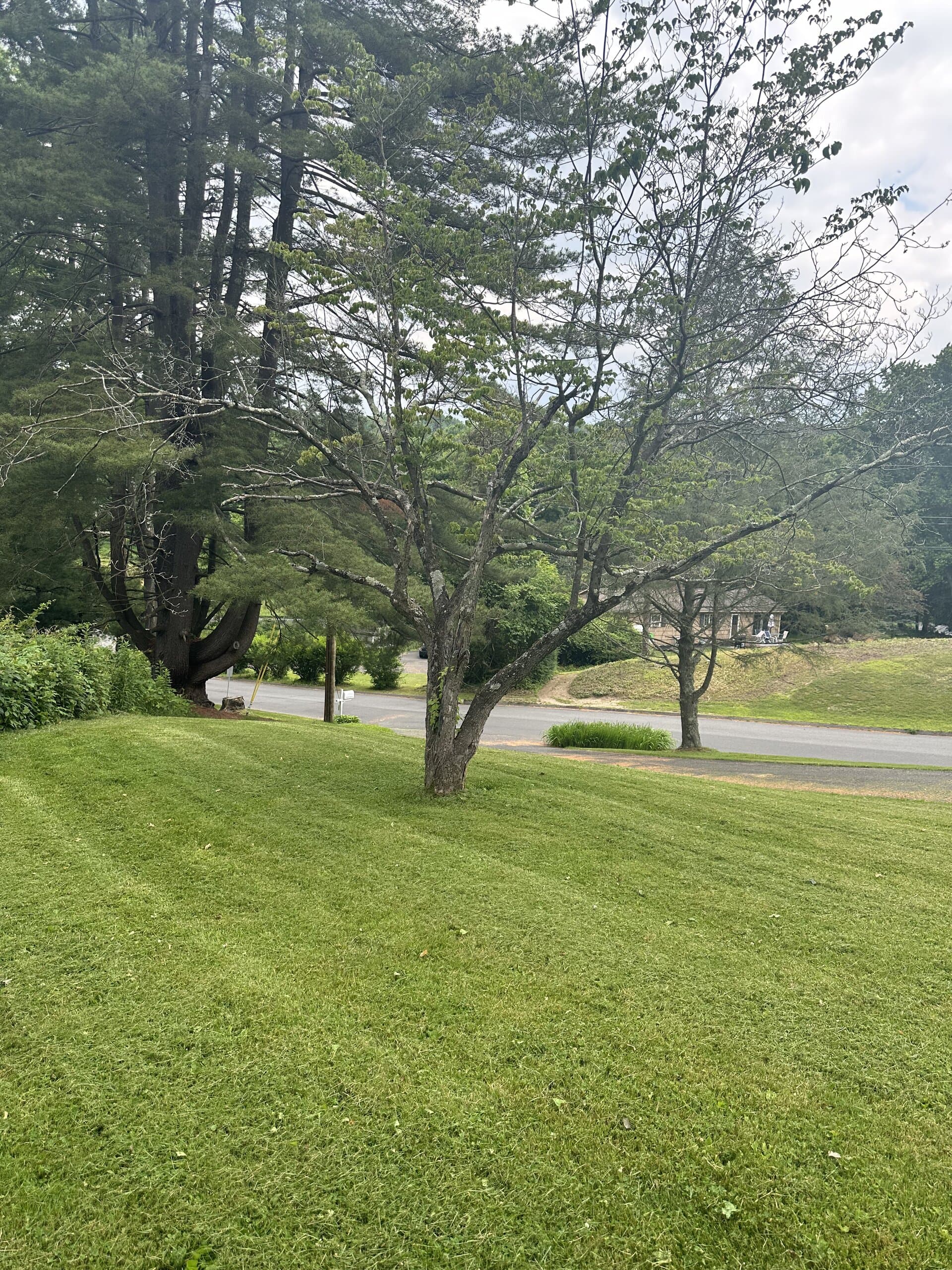 Freshly mowed lawn with clean mowing stripes by a yellow home