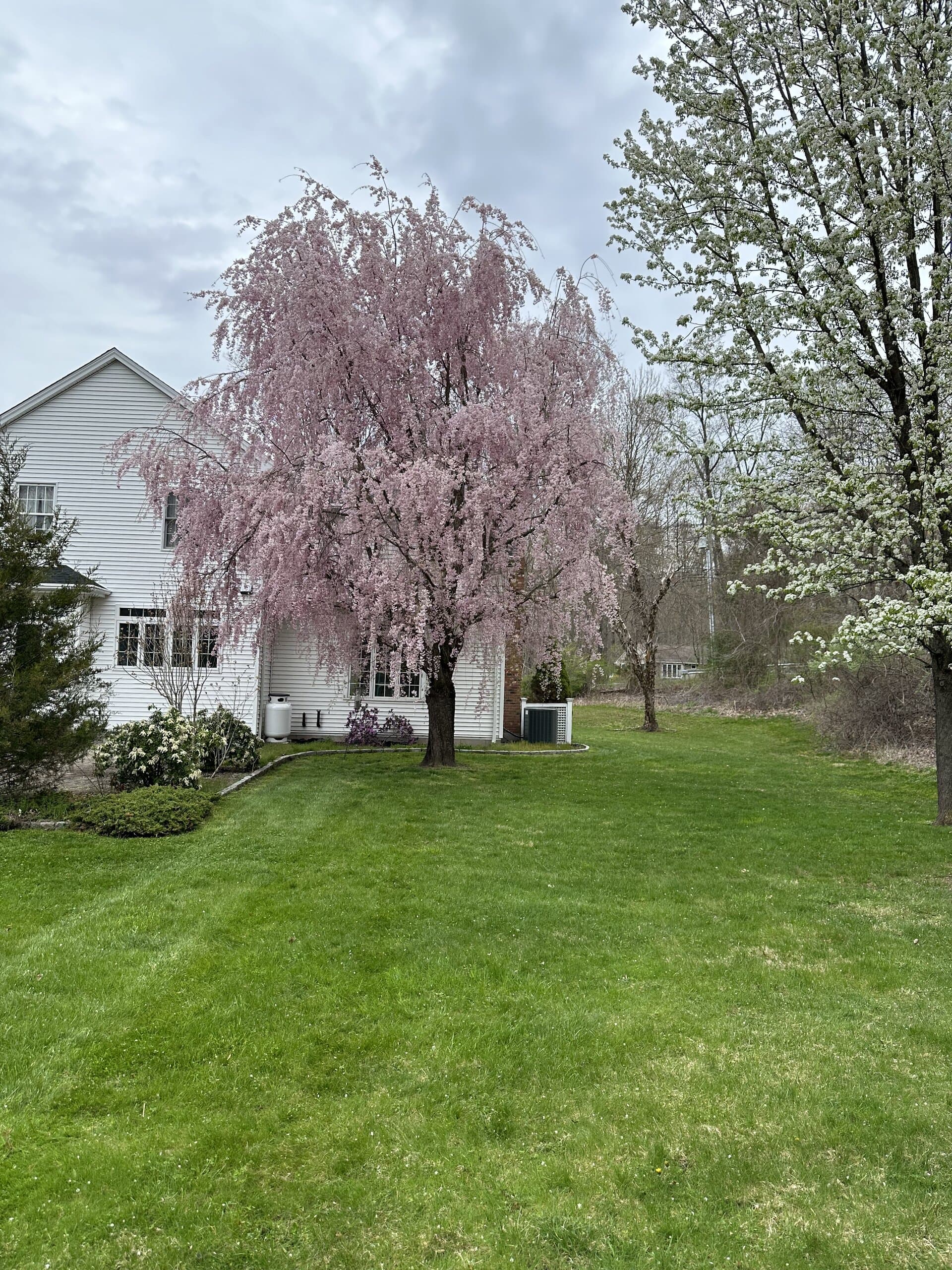 Tree & Shrub Pruning